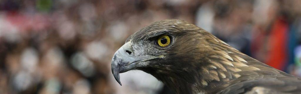 德甲彩经：法兰克福反客为主 圣保利主场拿分的精彩对决